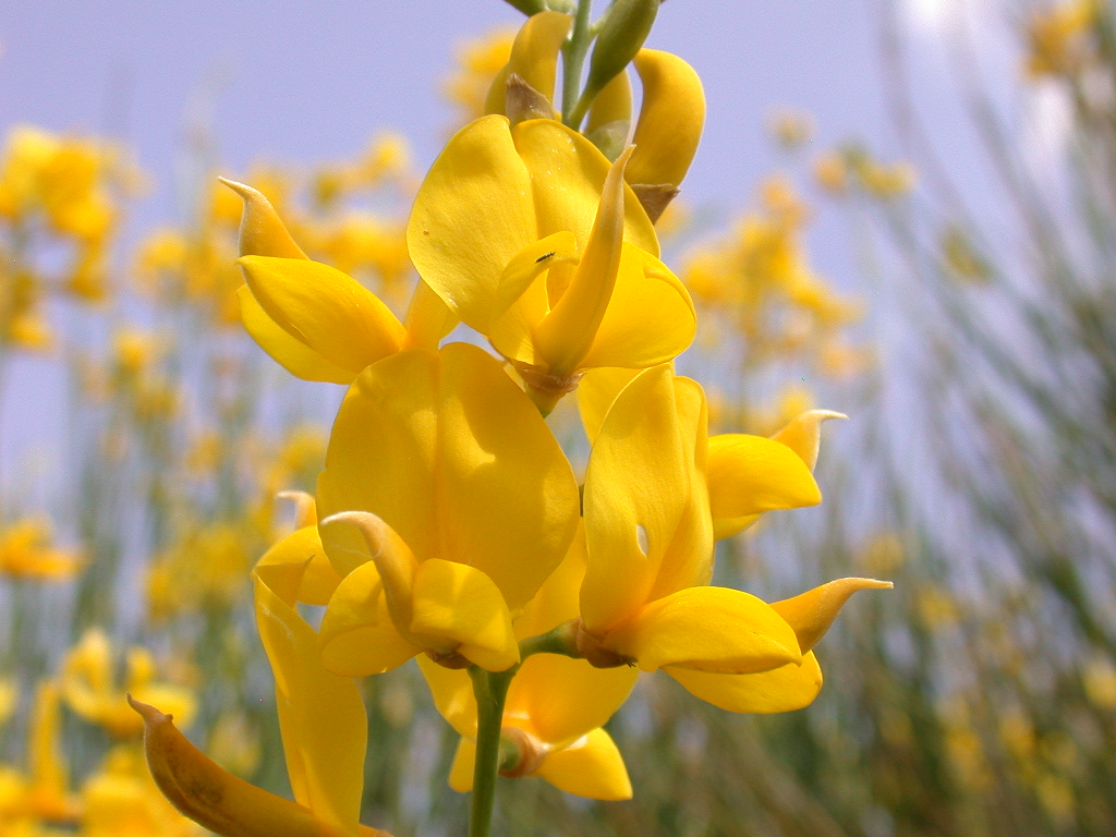 Spartium junceum / Ginestra comune